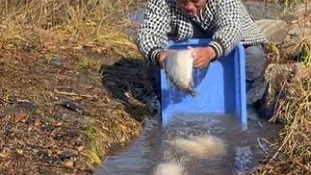 #户外捕鱼 #好多鱼