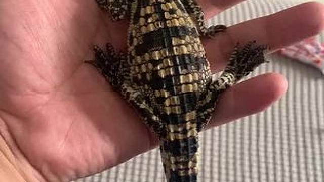 #鳄鱼 #爬行动物