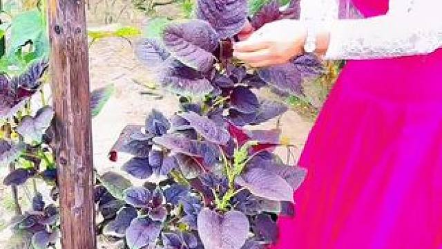 自家菜园就是好