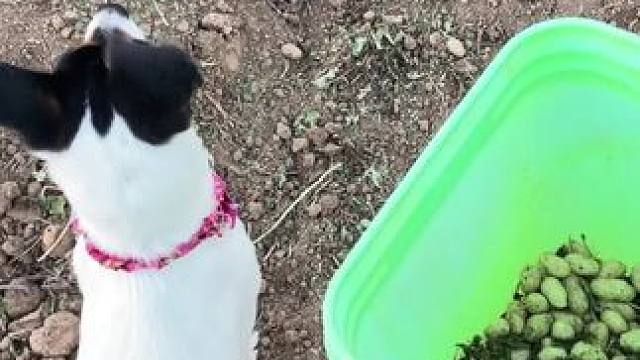 俺妈说看见里捡 看不见里不捡
说住腰疼 熊我没有腰 #田间地头 #乡村生活 #农村生活