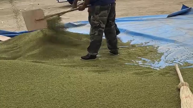 这是多少地的绿豆啊