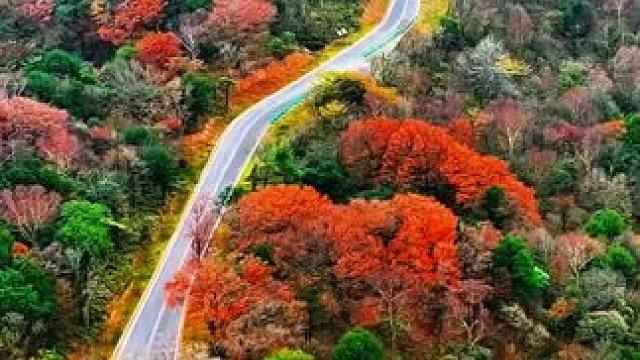 光头山看红叶这里可以自驾还是免费的（42）#属于秋天的颜色 #一起来拍秋天 #一帧中国·大美广元#看