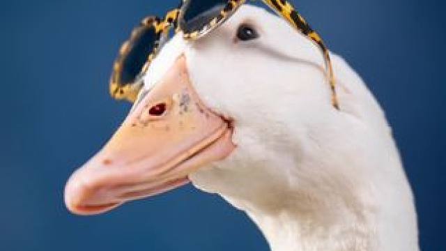 瞧瞧 这是谁家的掌上明“鸭”啊？#萌宠出道计划 #鸭子 #柯尔鸭 #小黄鸭