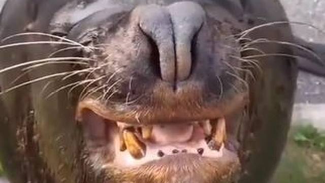 越胖越有实力 #科普