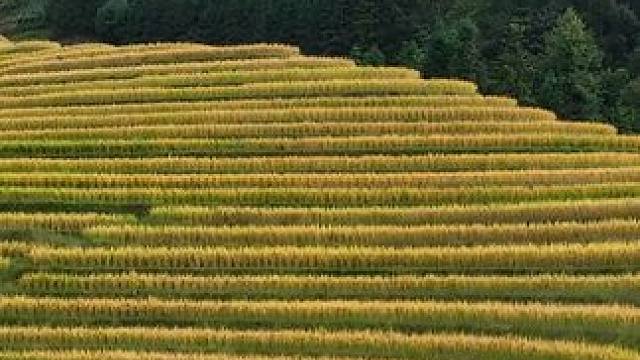 金秋十月，稻谷飘香，一定要来一次龙脊梯田
#梯田美景 #治愈系风景 #桂林