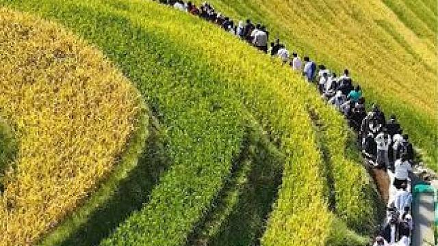 金秋十月，稻谷飘香，请你一定要来一次龙脊梯田#治愈系风景 #桂林