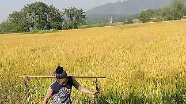 山卡卡里的农村大姐学费了开直播每天收获满满您还在恐播怕播不敢开播开播了不知说什么吗#记录真实生活 #