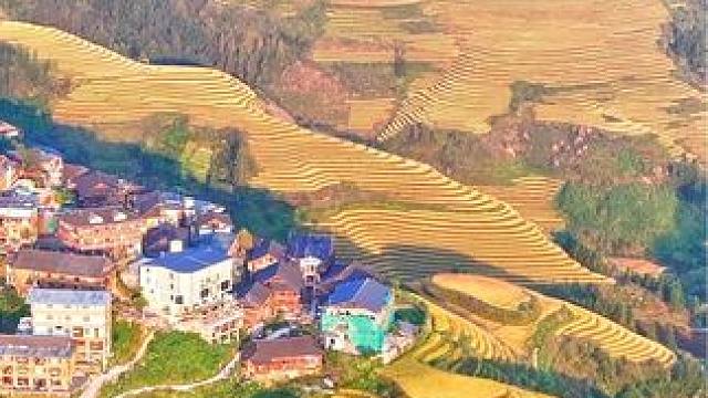 大地完美的曲线，是广西龙胜梯田蜿蜒的曲线；人间醉人的色彩，是稻谷即将丰收的金黄。#谁懂国庆去广西的含