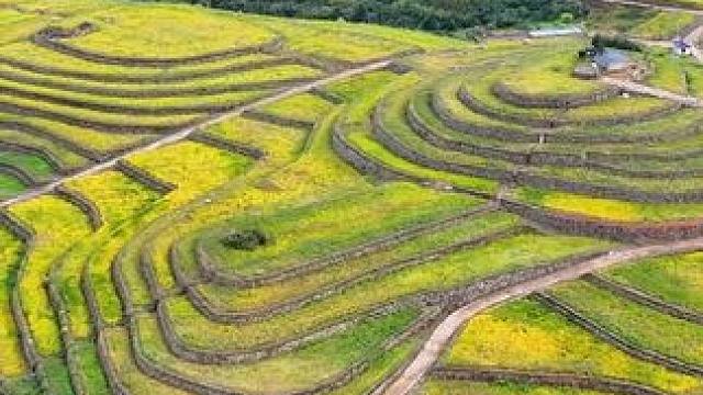 水稻上山，很受农民欢迎，这又是一年大丰收！#水稻上山 #高标准农田建设 #梯田美景 #稻田风光 #我