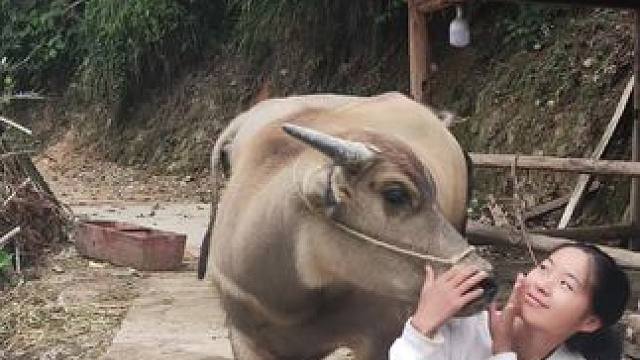 爱撒娇卖萌的牛仔#记录我的乡村生活 #田园生活 #放牛的生活