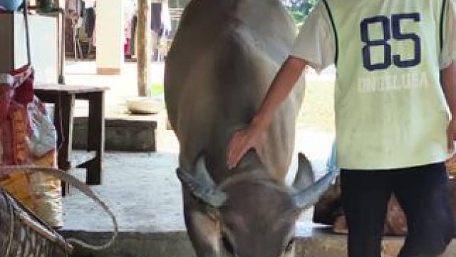 肉干好可爱，每次出山前都会跑来家里看看老人#记录我的乡村生活 #放牛的生活 #田园生活