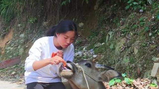 牛仔也爱吃辣条啦#农村生活 #田园生活 #放牛的生活