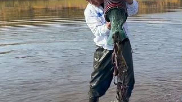 #户外捕鱼 #好多鱼