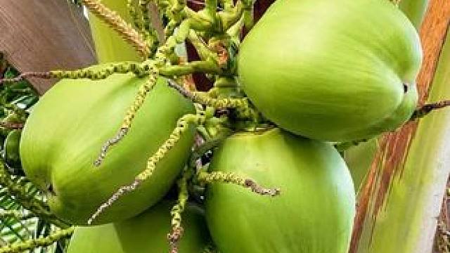 工厂是如何加工椰子水的？#椰子 #椰子水 #电解质水