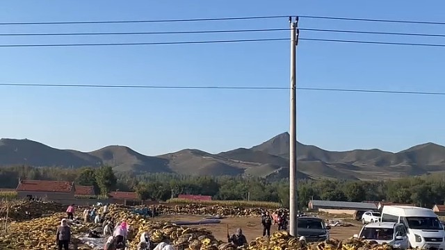 用人工打葵花籽