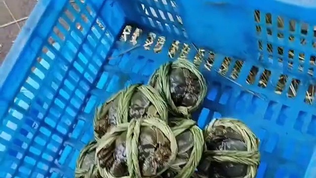 大闸蟹正式上市