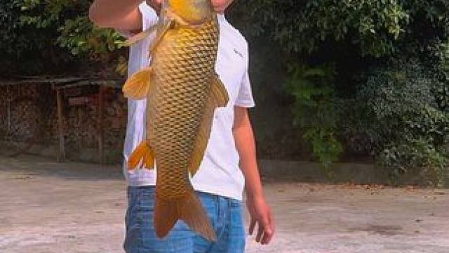 十几斤大拐子一锅炖，满满一大锅，差点没吃完！ #新农人计划2024 #农村美食 #