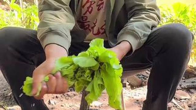 #我的乡村生活 #农村美食 #记录我的乡村生活日常 邻居送了一块牛肉给它炒上吃香香的