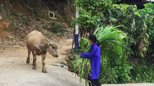 牛仔长大了，也会过来接我啦#田园生活 #我的放牛生活 #记录我的乡村生活