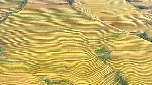 广西龙胜梯田很壮美，但以后不来了，因为每年过来打卡，开始出现了审美疲劳。#不想去广西龙胜梯田 #谁懂