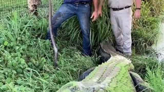 佛罗里达不养闲人系列之游手好闲。 #鳄鱼来了 #原来抓鱼也可以很轻松 #危险动作请勿模仿 #鳄鱼 #