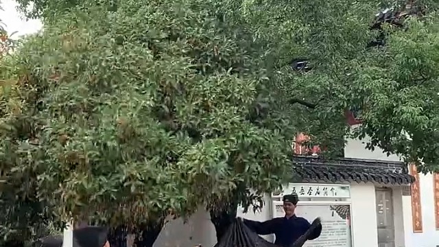 桂花收来有什么用