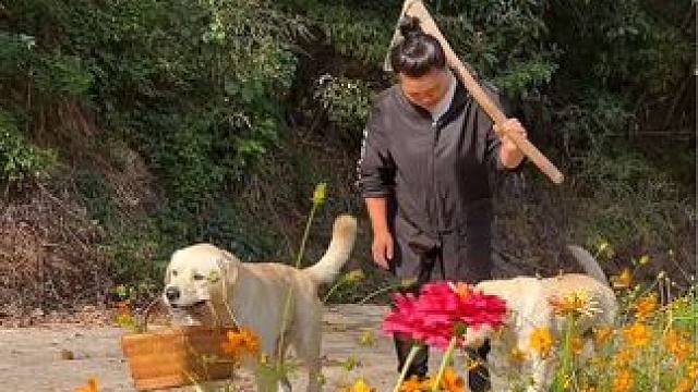 今天去地里挖一些红薯来吃 #农村生活 #记录生活 #田园生活 #狗狗 #农村美食