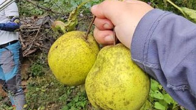 太行之行的休闲游 该爬台阶还是爬台阶，该爬崖还是爬崖，多了吃面条还有摘梨子摘山楂
#喜欢爬山感受大自