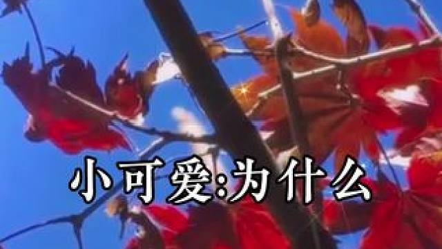 小可爱要拒婚，总裁懵了  #广播剧