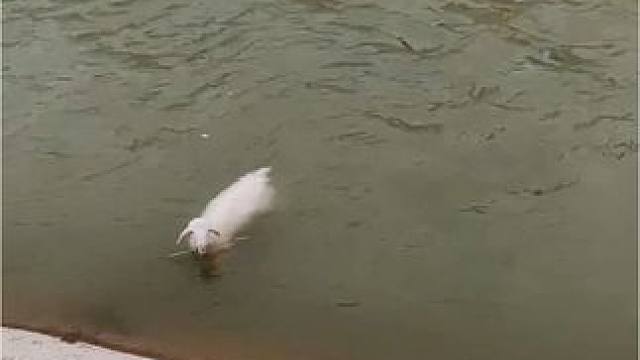 小羊羔掉进河里，好心路人合力解救，愿好人一生平安#爱护动物 #人生总要硬气一次 #牧区日常 #动物救