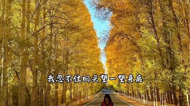 我是秋天的野菊花，孤独的开在荒野上……