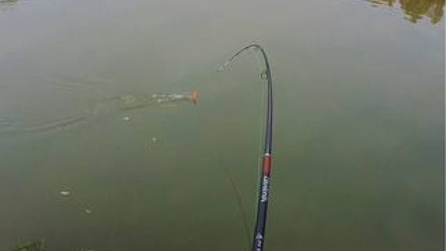 上鱼啦#这鱼哪个钓友看了不羡慕 #秋天正是钓鱼好时节