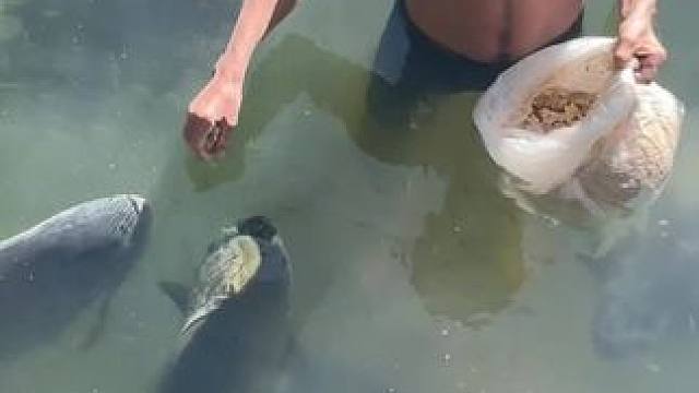 #这鱼哪个钓友看了不羡慕 #秋天正是钓鱼好时节 #钓鱼的乐趣只有钓鱼人懂