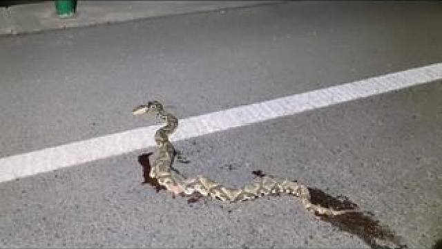 这个时候你不去冬眠还到处乱跑干嘛，这下惨了吧#意不意外 #胆小慎入 #蛇 #户外