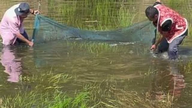 #户外捕鱼 #好多鱼