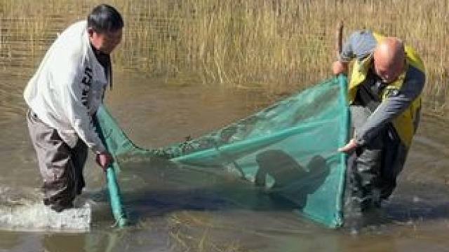 #户外捕鱼 #好多鱼