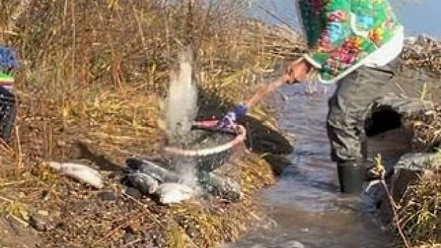 #户外捕鱼 #好多鱼