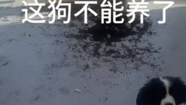 #狗狗 #狗子成精了 #史疯子
