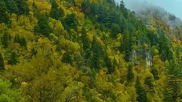 国道317四川阿坝州理县段沿途米亚罗秋色 #最美的风景在路上 #旅行推荐官 #米亚罗