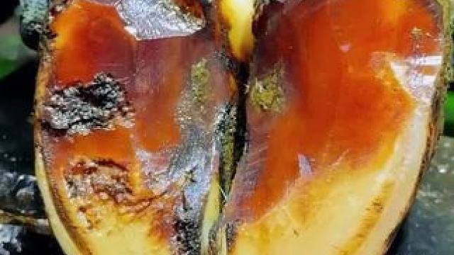 究竟发生了什么让牛牛脚底的一大块角质脱落#解压 #修蹄 #助眠 #极度舒适 #治愈