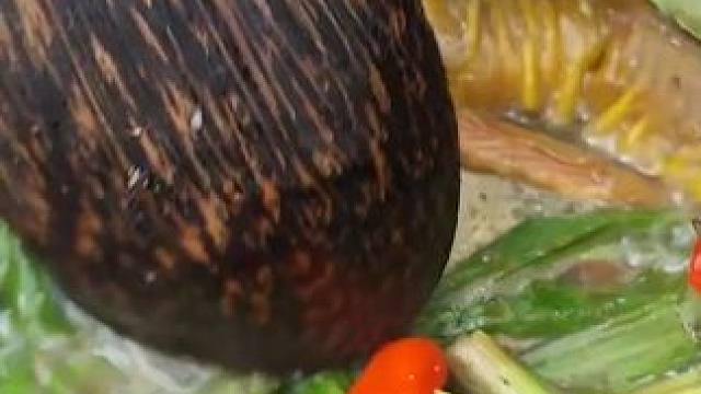 热带雨林中的鳗鱼，美味的鳗鱼汤和辣椒 #在农村小河沟里抓鱼 #原始美味 #生活的烟火气息 #原生态美