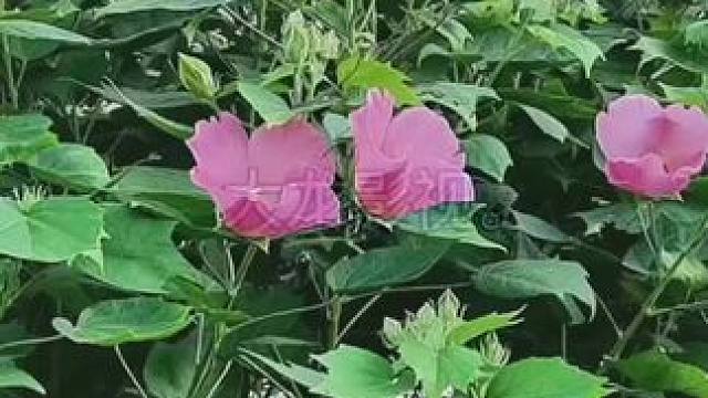 朋友们晚上好。给大家带来一个小作品，希望朋友们喜欢。#纪实摄影 #我的摄影日记