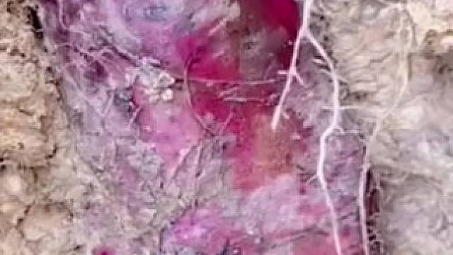 #户外寻宝 #大自然的馈赠 #原生态原滋味 