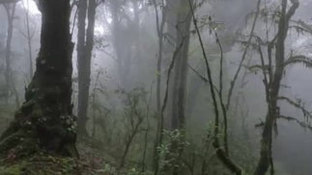 这是哀牢山景区，来和小朋友一起玩雪球。#云南哀牢山仙境 #哀牢山到底有多凶险 #哀牢山