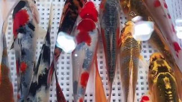 搭配养生，神仙锦鲤送到家