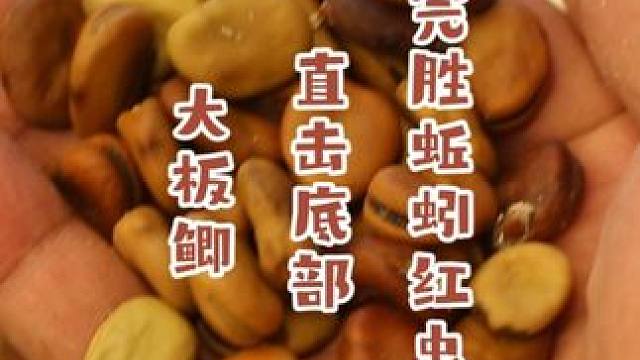 完胜蚯蚓红虫的鱼饵，小杂鱼多也能轻松钓，直击底部大板鲫 完胜蚯蚓红虫的鱼饵，小杂鱼多也能轻松钓，直击