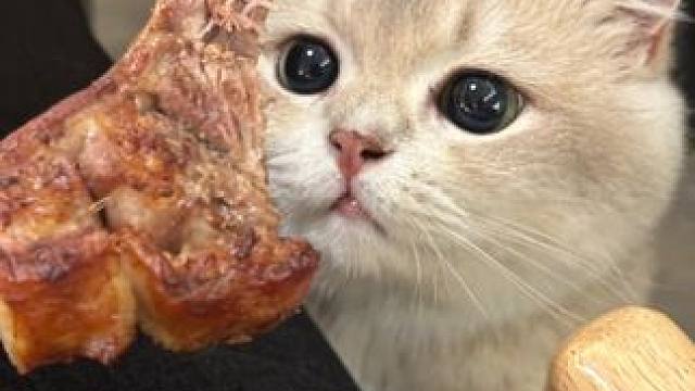 晚安羊排#小猫日记