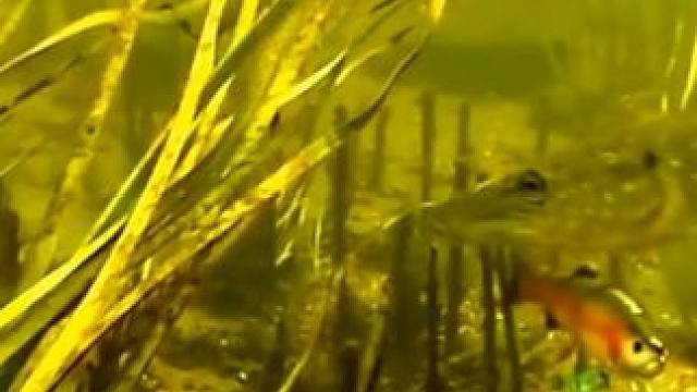 #秋天正是钓鱼好时节 #水底中鱼视频