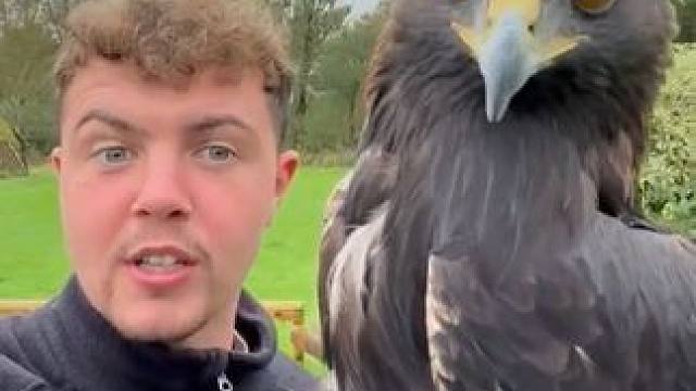 宠物金雕 #国外视频分享 #奇妙的动物 #宠物