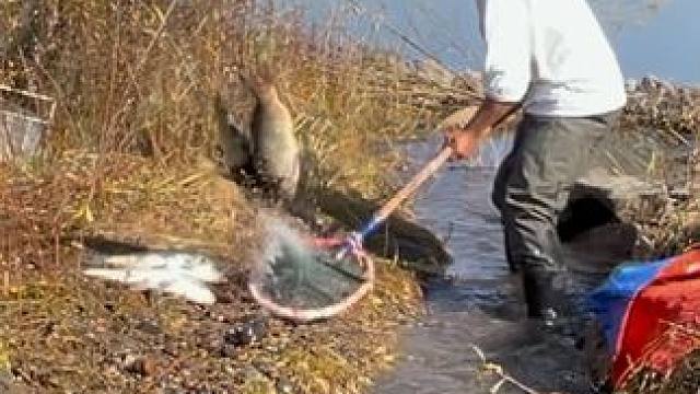 #户外捕鱼 #好大一条鱼